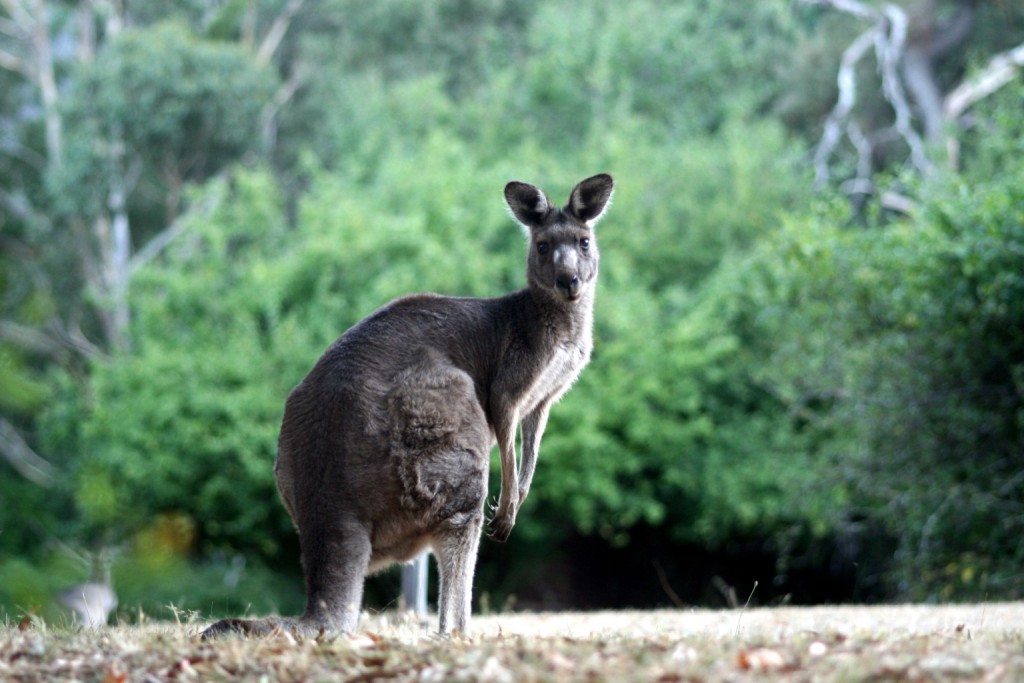 KANGOROO 